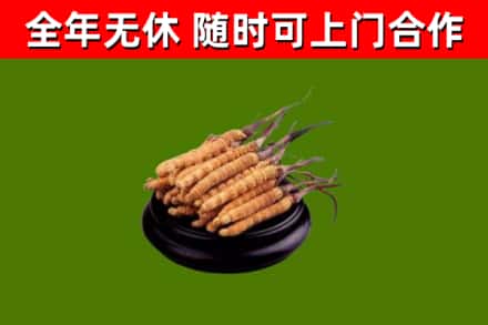 保定回收冬虫夏草