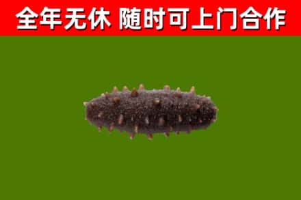 保定回收海参干